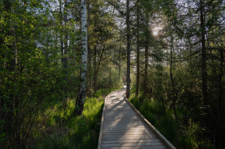 Fotowanderung Ibmer Moor